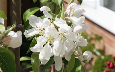 Malus Jelly King crab-apple trees for sale