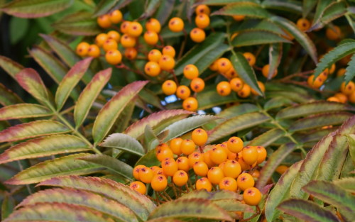 Sorbus Autumn Spire