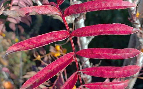 Sorbus Autumn Spire