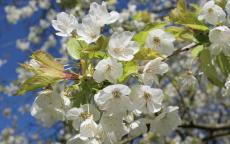Prunus avium flowering cherry tree