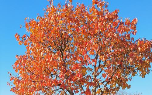 Prunus avium