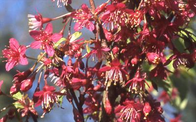 Prunus Felix Jury blossom