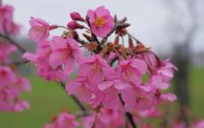 Kursar flowering cherry tree