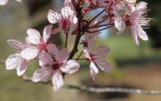 Nigra flowering cherry tree