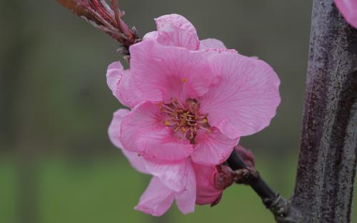 Spring Glow
