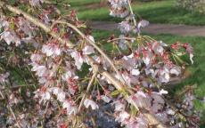 Pendula flowering cherry tree