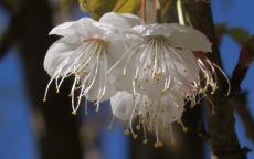 Prunus litigiosa flowering cherry tree