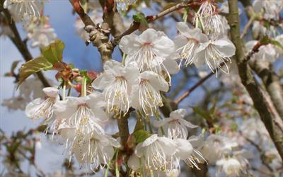 Prunus litigiosa (Tassle Cherry)