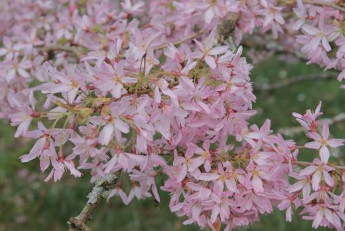 See also Stellata