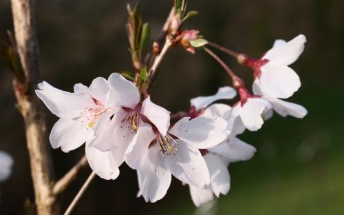 Ascendens Rosea