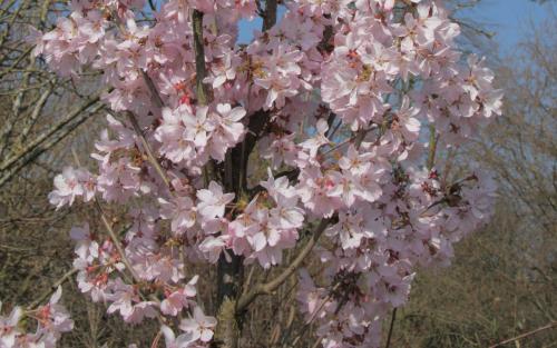 Ascendens Rosea