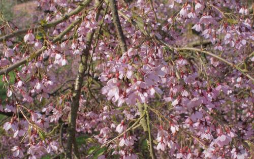 See also Pendula Rubra
