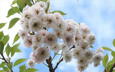 Kobuku-zakura flowering cherry blossom