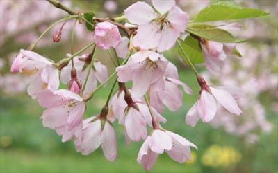 Pink Shell flowering cherry blossom