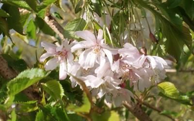 Autumnalis Rosea