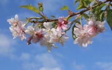 Autumnalis flowering cherry tree