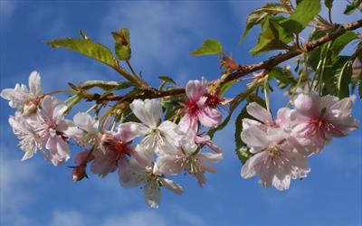 Autumnalis White