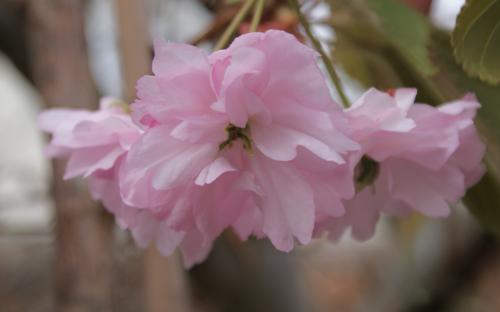 Fugenzo japanese flowering cherry