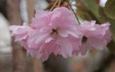 Fugenzo japanese flowering cherry