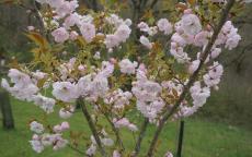 Ichiyo japanese flowering cherry