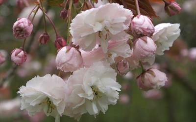 Shirofugen cherry blossom