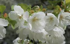 Shirotae japanese flowering cherry