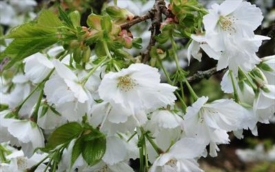 Prunus Shirotae blossom