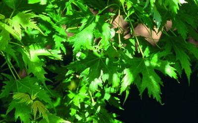 Buy Silver Maple Tree (Acer saccharinum), FREE SHIPPING, Wilson Bros  Gardens