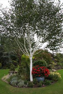 Betula utilis jacquemontii