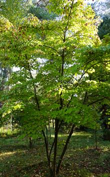 Cornus kousa chinensis