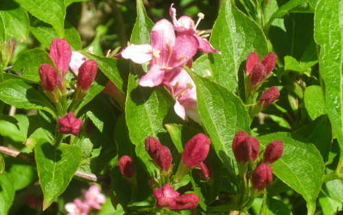 Cornus mas