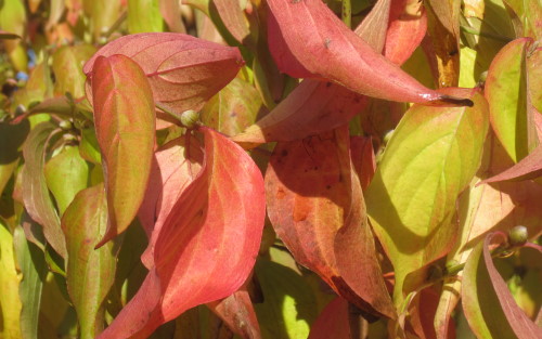 Cornus mas