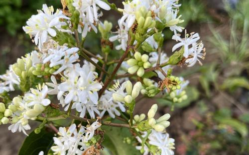 Heptacodium miconioides