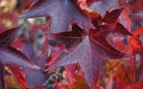 Liquidambar styraciflua