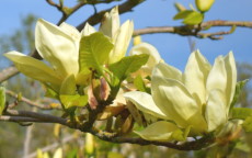 Elizabeth magnolia