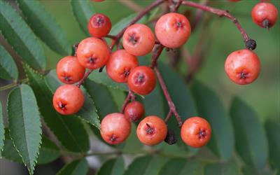 Eastern Promise rowan