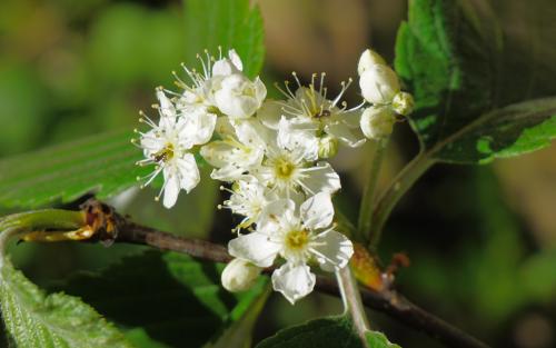 Sorbus japonica