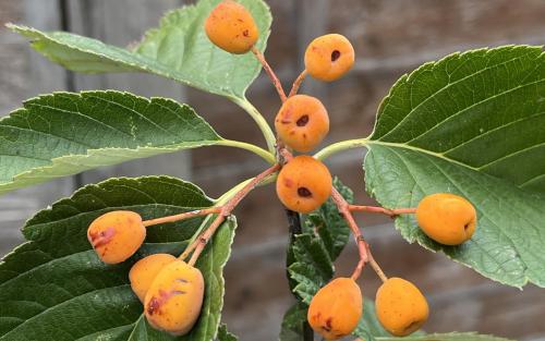 Sorbus japonica