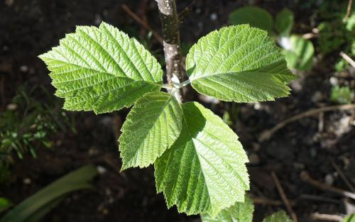 Sorbus japonica