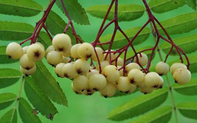 Joseph Rock berries and leaves