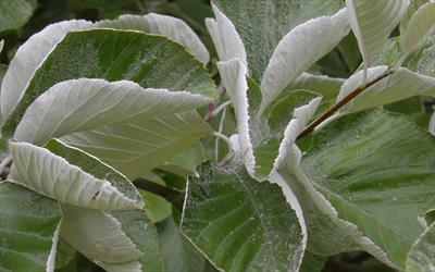 John Mitchell whitebeam leaves