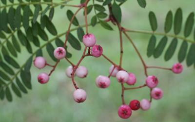 Sorbus vilmorinii