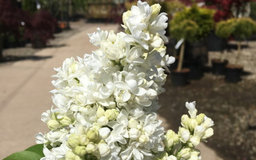 Madame Lemoine lilac