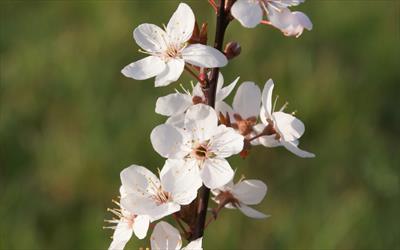 Crimson Pointe blossom