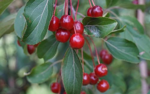 Malus baccata crab-apple trees