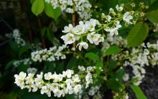 Le Thoureil flowering cherry tree