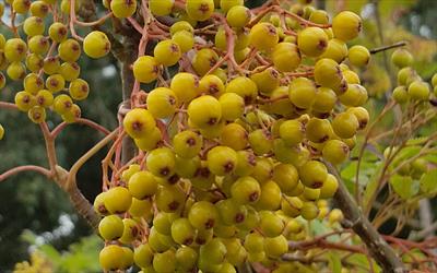 Sorbus Sunshine rowan tree fruits