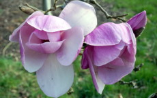 Iolanthe magnolia