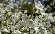 Yamadei flowering cherry tree