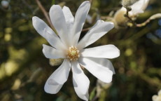 Magnolia stellata magnolia